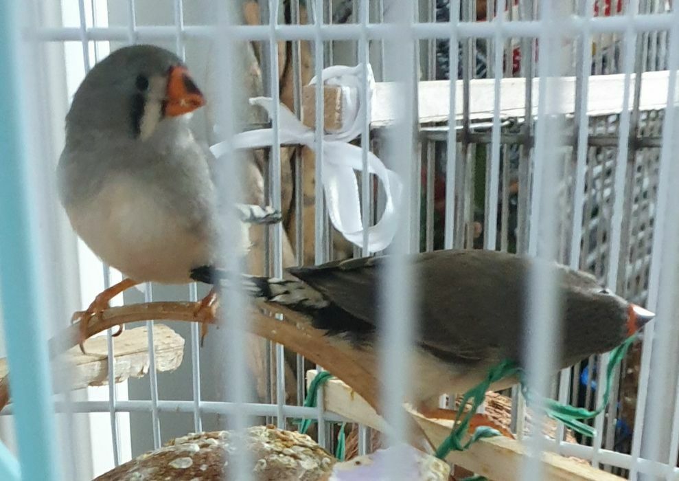 Zebre australiene tinere