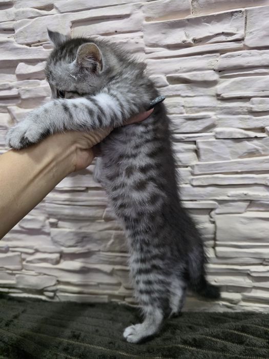 Британка вискас скотиш страйт