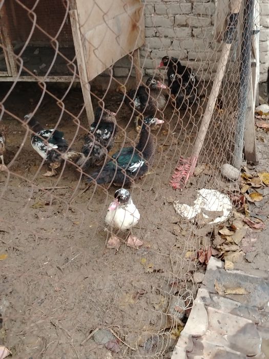 Indoutkalar sotiladi