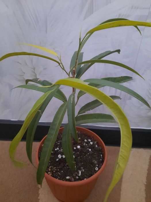 Продам фикус Али вариегатный