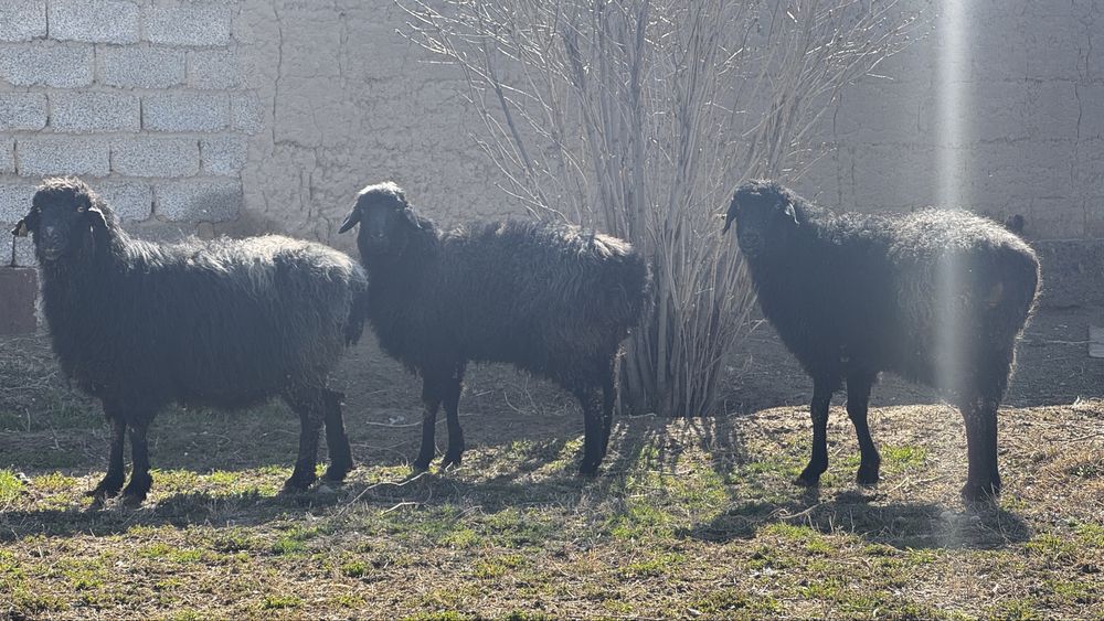 Майда мал, қой сатылады. 3 шт