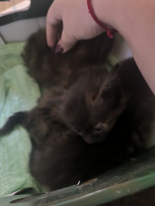 Срочно пристраиваются в добрые руки котята.