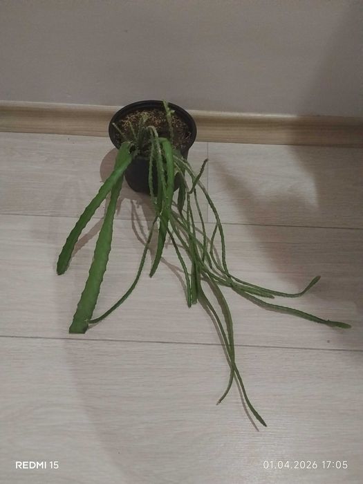 Стайни растения за дома и офиса