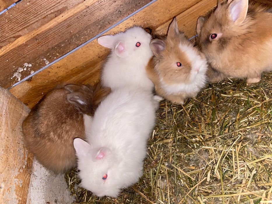 Pui iepuri de rasă pitici și pufosi de camera