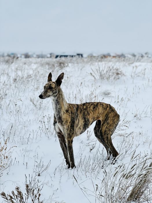 Ит жоғалды Пропала собака
