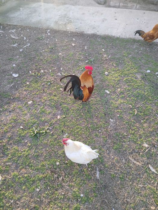 Декоративни кокошки и петли