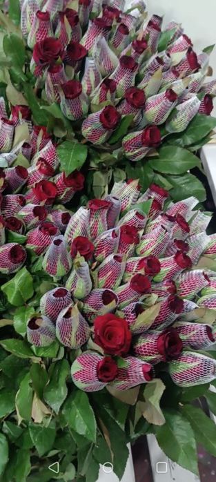 Кафолатлик Асартимент Атиргул Кучатлари СОТИЛАДИ