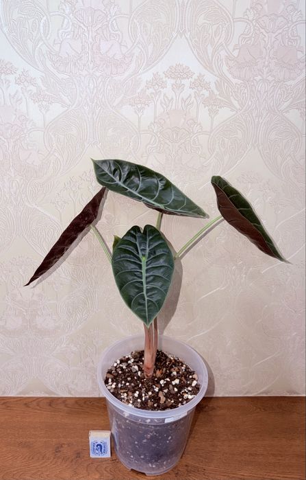 Алоказия, комнатные растения, комнатные цветы