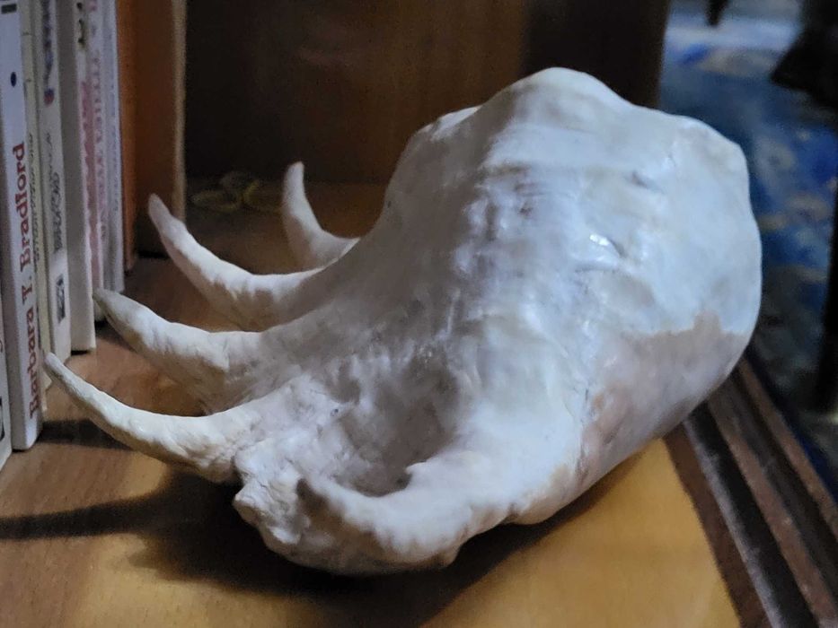 Scoici si melci naturale