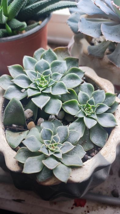 Суккуленты отростки