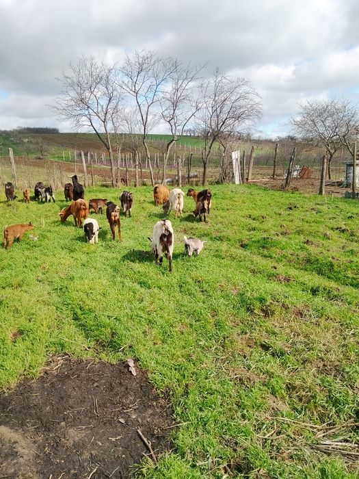 Vind 13 capre mulgatoare