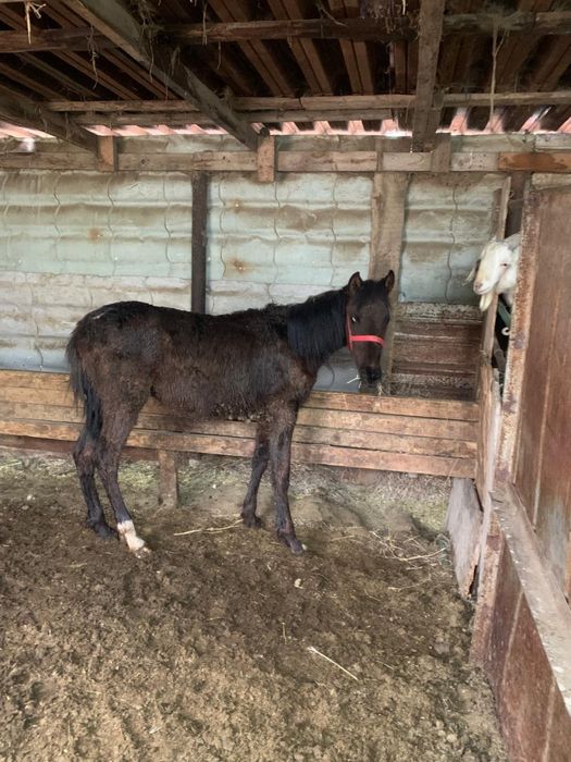 Жеребенок рысачек