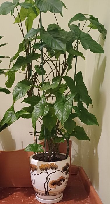 Комнатные растения