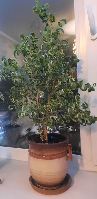 Продам цветок фикус