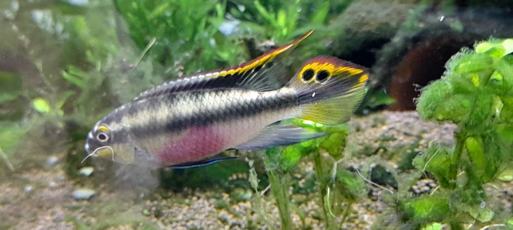 Аквариумная рыбка Пельвикахромис Пульхер