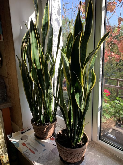 Сансевиерия, «щучий хвост», «тещин язык»