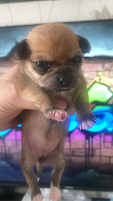 Продам щенят чихуахуа