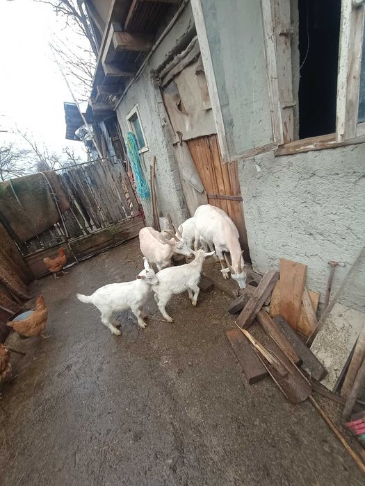 Vând capre cu iezi Sannen