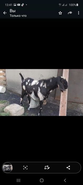 Козель—теке англонуби 100%