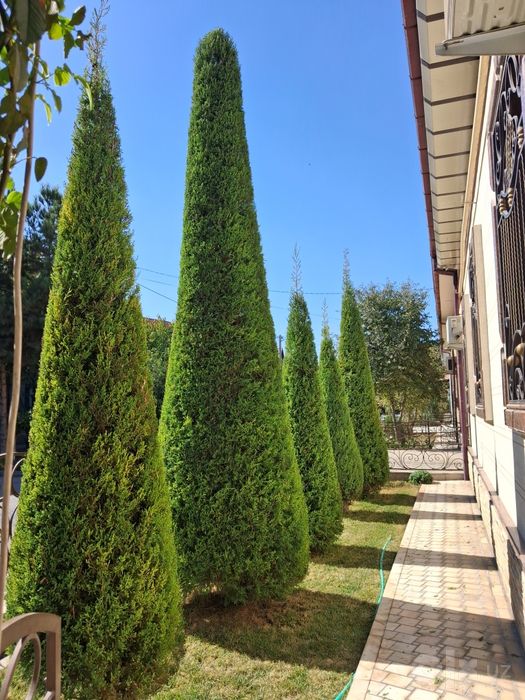 Archa kesish xizmati