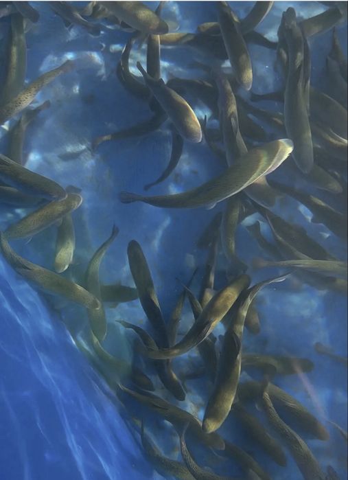 Живая радужная форель