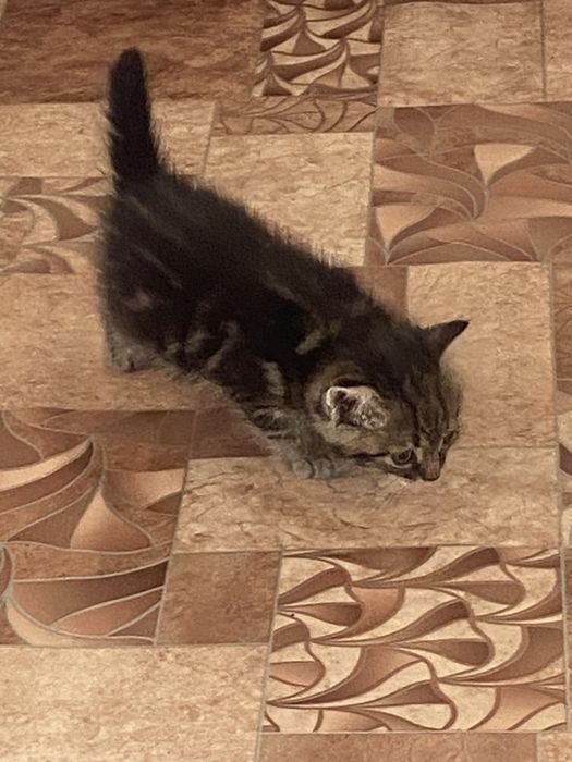Отдадим Котят в добрые руки