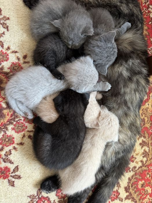 Продаются замечательные котята !