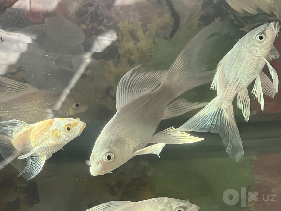 Koi Platina baliqlari sotiladi