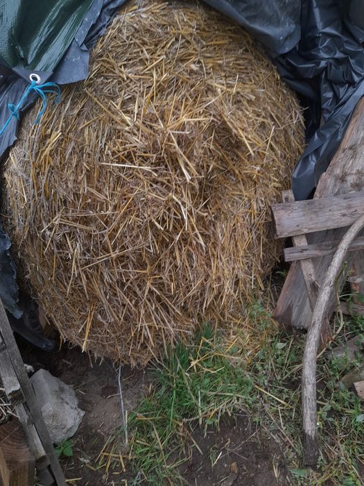 Vând baloți rotunzi de paie
