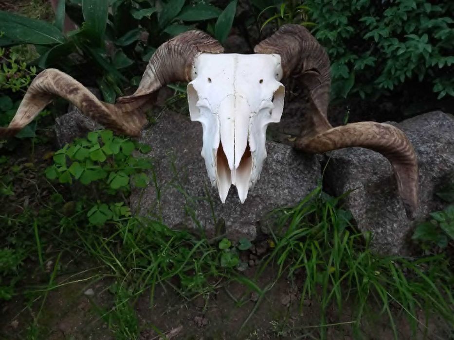 trofeu-trofee-craniu-coarne de berbec rock gothic