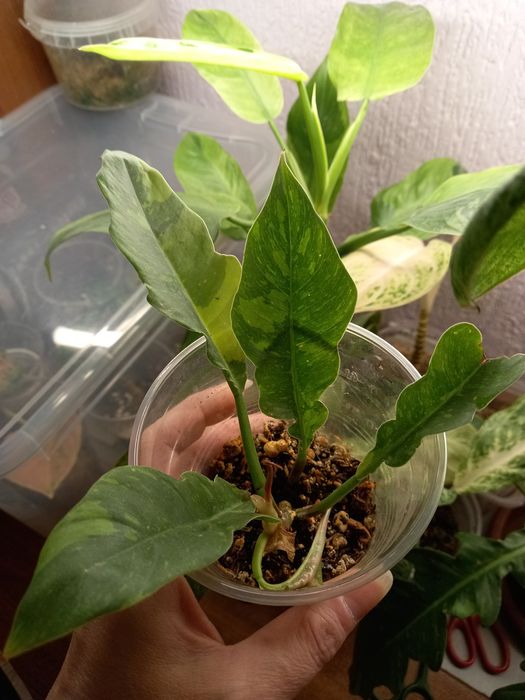 Филодендрон, растения, цветы