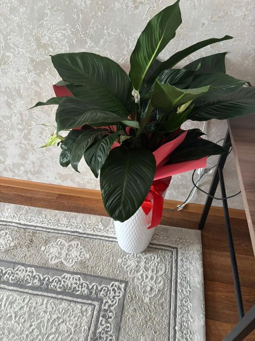 Букет из 25 роз и комнатные цветы