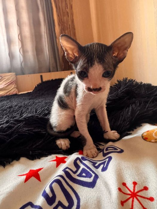 Продаются Котята сфинкс