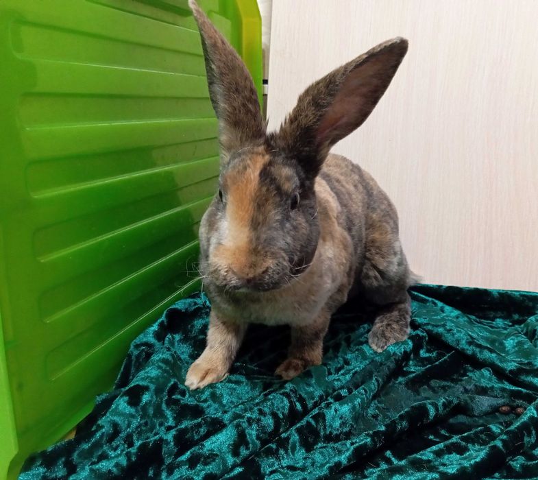 Кролики Рекс разных окрасов.