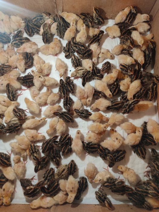 Продам инкубационное яйцо перепелов