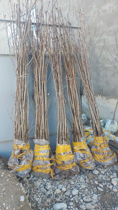 Қарағаш көшеттері