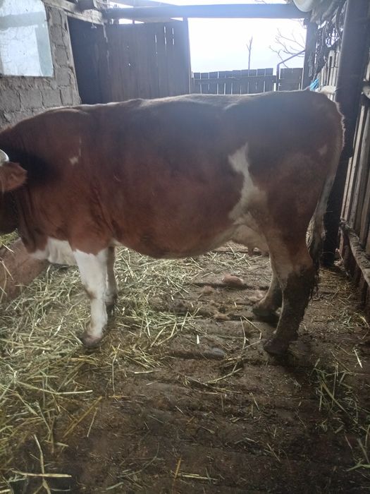 Bălțata românească