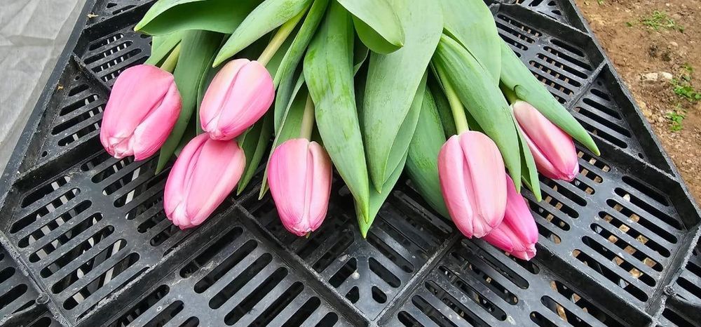 Принимаем предзаказы на тюльпаны