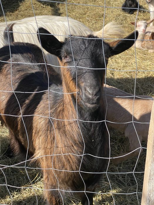 Capra alpina francez