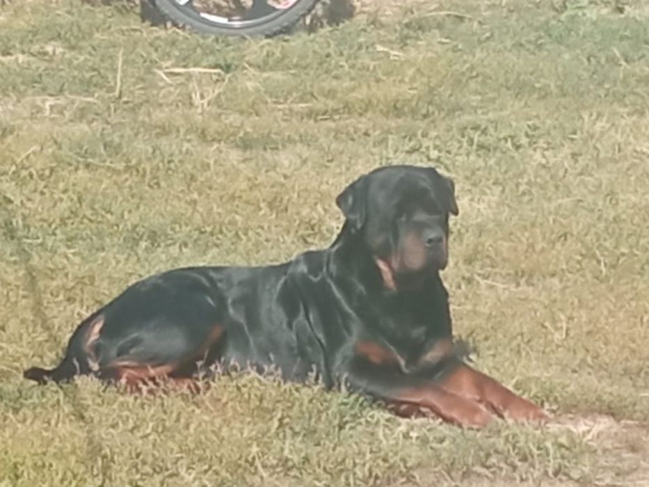 Ротвейлер продам