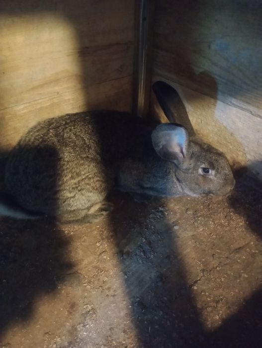 Ce se vede tineret 8 luni  2 femele și un mascul