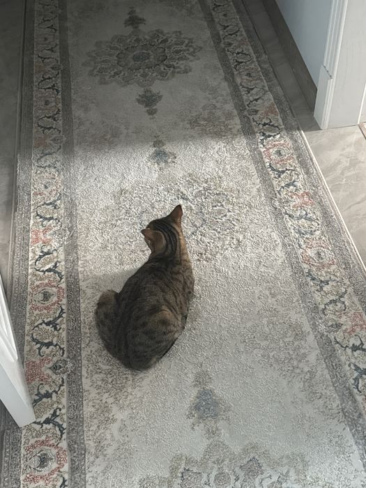 Шотлантский прямоухий