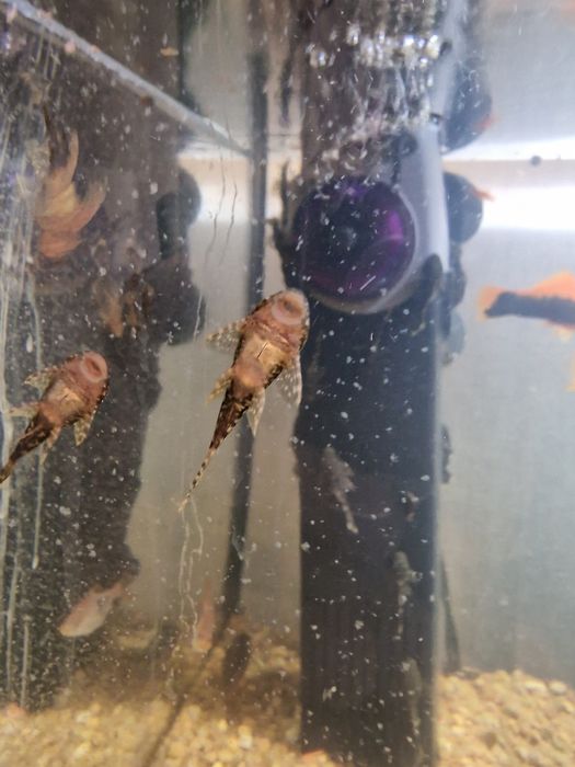 Продавам: Сом Анциструс, 3-4см