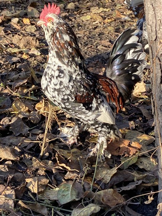 Vand pereche,cocosel si gainuse liliputi