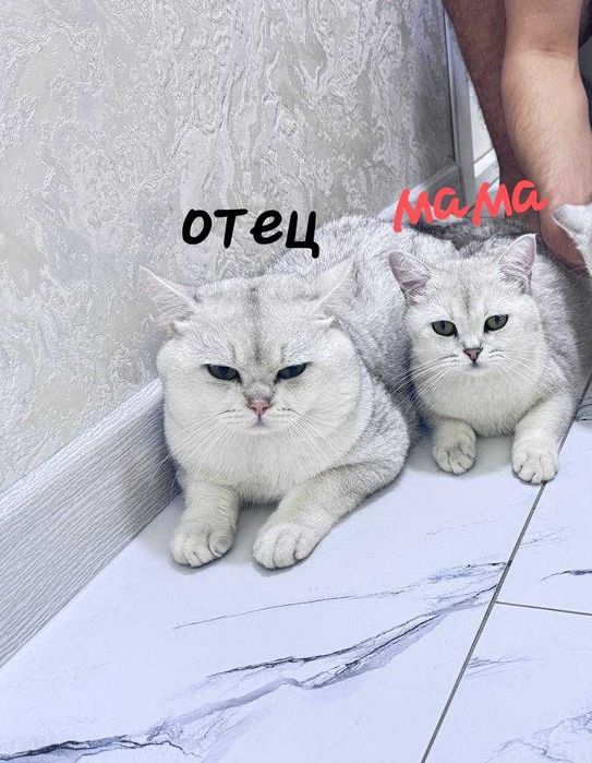 Mushuklar shinshila F1