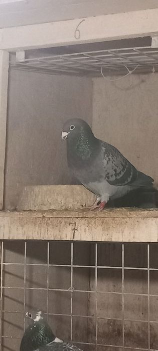 Porumbei  de vanzare