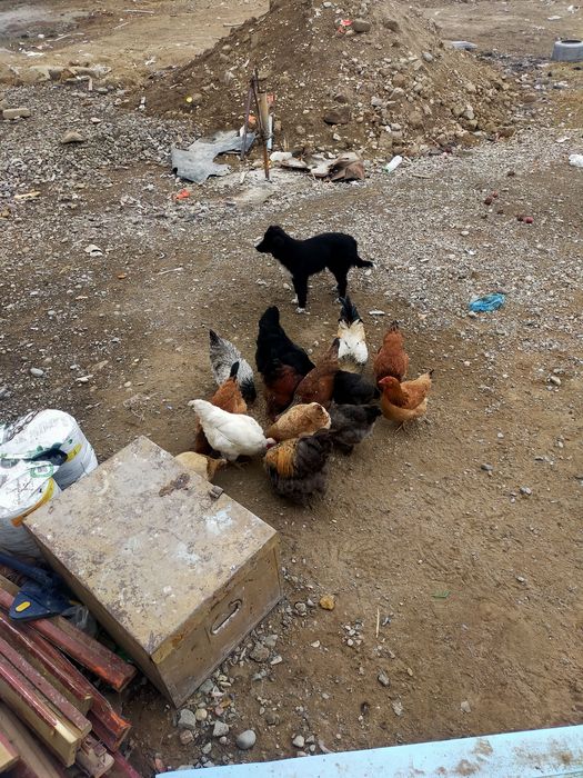 Сатылады тауықтар және қыстық доңғалақтар