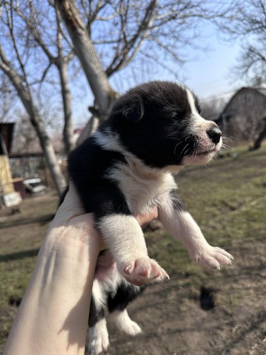 Щенки хаски ищут дом