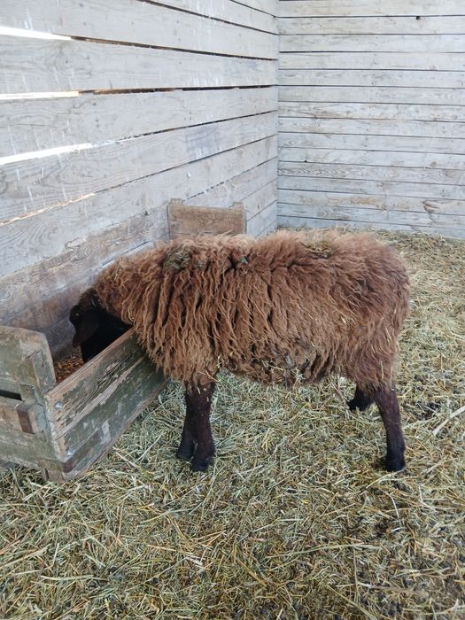 Продам баранов тохты