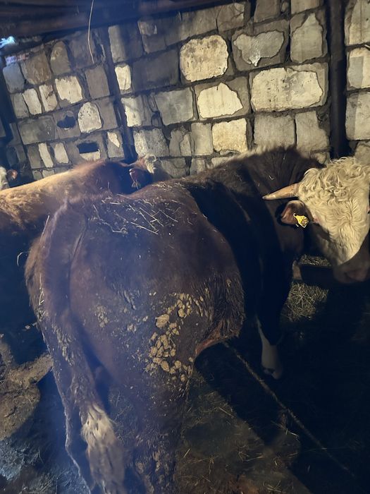 Быки откорм через веса